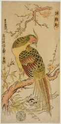 Fagiano dorato (Kinkeicho)