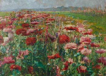 Papaveri in fiore