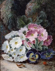 Natura morta di primule e pensieri. Dipinto di Oliver Clare (circa 1853-1927) Collezione privata.