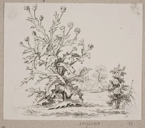 Il cardo e la rosa