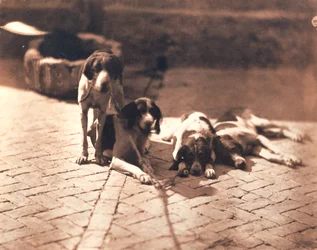 Cani da caccia, 1853 circa (stampa su sale)