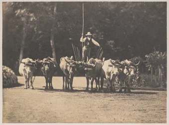 Sei buoi con il loro conducente