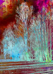 Foresta surreale e colorata