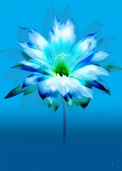 Fioritura blu vivace