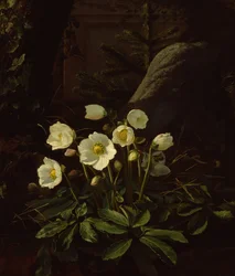 Ellebori in una roccaglia