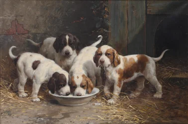 Cuccioli di San Bernardo che bevono latte