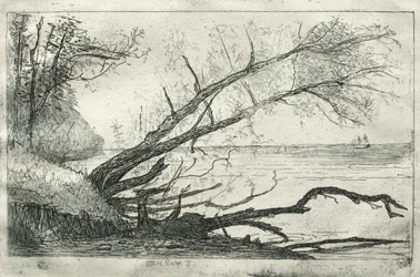 Vecchio sicomoro, 1877