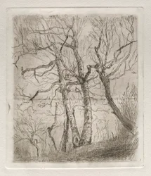Alberi, 1878