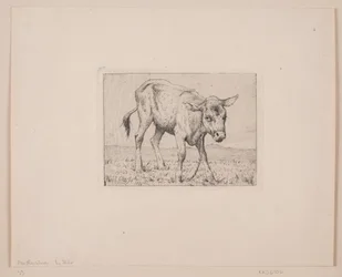 Un vitello