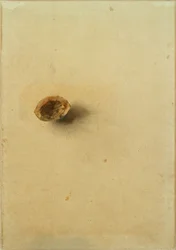 Guscio di noce
