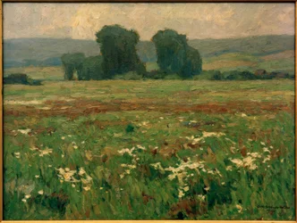 Pioppi in un prato fiorito