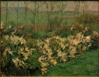 Siepe di biancospino