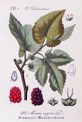 Foglie e frutti di gelso nero (Morus nigra), da Flora von Deutschland, Osterreich und der Schweiz
