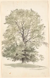 Un grande faggio con fogliame verde