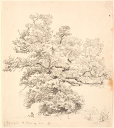 Una grande quercia, sotto la quale siede un uomo che disegna