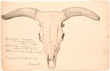 Cranio di una mucca