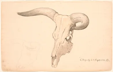 Cranio di una mucca, in tre quarti di profilo, il corno sinistro curvo