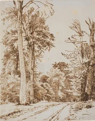 Strada forestale. Iselinge