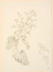 Piante di acetosa