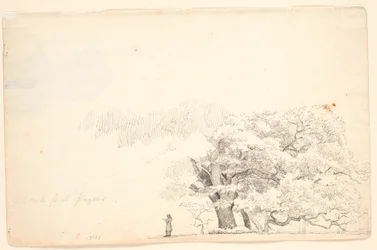 Grandi querce, a sinistra un uomo che legge