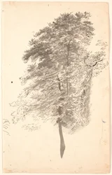Studio di alberi alti e snelli con fogliame