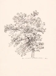 Albero a Fredensborg