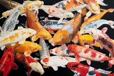 Laghetto con carpe koi colorate
