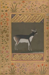 Cervo nero, Folio dall