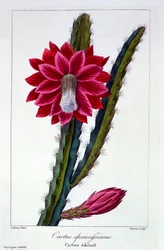 Cactus, pub. 1836