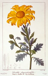 Calendula officinalis, pub. 1836