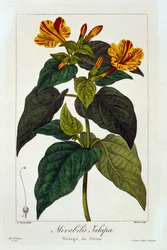 Ipomea Purga, pub. 1836