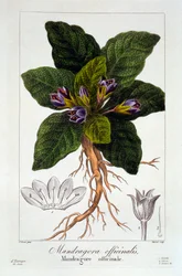 Mandragora officinarum, pub. 1836
