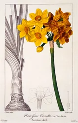 Narciso Tazetta, pub. 1836