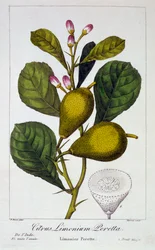 Peretta Limone, pub. 1836