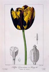 Tulipano: Re Enrico IV, pub. 1836