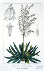 Yucca filimentosa, pub. 1836