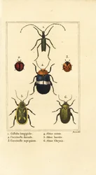 Callidium longipes 1, coccinelle, Jauravia dorsalis 2, Coccinella septempunctata 3, coleotteri delle pulci, Altica cincta 4, Altica emarginata 5, e Altica chrysis 6