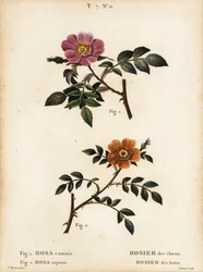 Rosa canina, Rosa canina, Rosier des chiens 1, e rosa selvatica a foglie piccole, Rosa sepium, Rosa agrestis, Rosier des haies 2