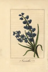 Giacinto, Hyacinthus orientalis