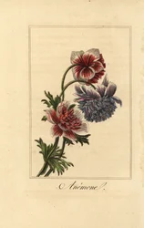 Anemone coronaria ibrida
