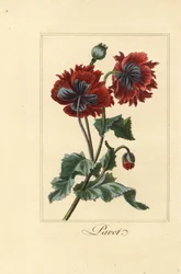 Varietà ibrida di papavero, pavot, Papaver rhoeas