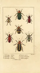 Coleotteri delle foglie, specie di Galeruca, Aulacophora analis, Cyclotrypema furcata, Donacia vittata, coleottero della corteccia piatta, Cucujus clavipes, Pyrrhidium sanguineum e Chlorophorus varius