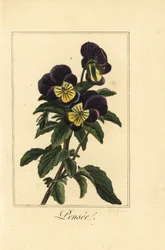 Viola del pensiero, Viola tricolor var