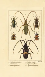 Coleottero spagnolo, Lytta vesicatoria 1, coleottero vespa, Clytus arietis 2, Altica equinoctialis 3, Clytra quadripunctata 4, coleotteri longhorn, Chlorida festiva 5 e Trachyderes succinctus 6