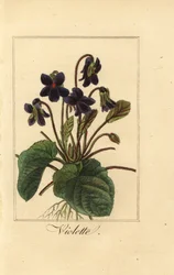 Viola odorata