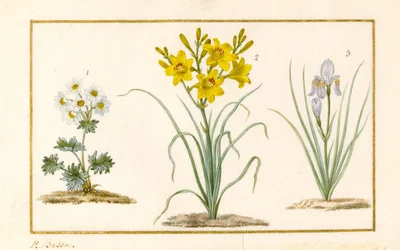 Anemone, Hemerocale e Iris (dettaglio)