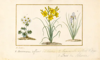Anemone, Hemerocale e Iris