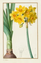 Poliantus o Narciso a grappolo (Botanico: Narcissus tazetta)