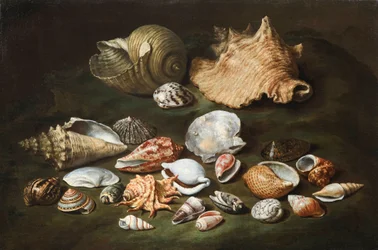 Natura morta con conchiglie