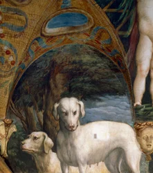 Coppia di cani, (dettaglio) dal Mito di Diana e Atteone, di Francesco Mazzola detto Parmigianino, affresco, lato nord della Sala di Diana e Atteone, Rocca Sanvitale, Fontanellato, vicino a Parma, Italia, circa 1524